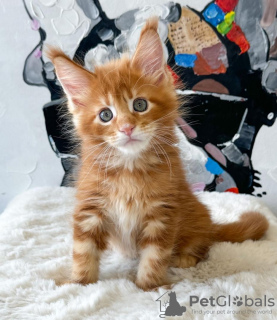 Photo №1. maine coon - for sale in the city of Orlando | 420$ | Announcement № 114857