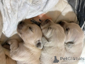 Photo №2 to announcement № 147418 for the sale of golden retriever - buy in United States breeder