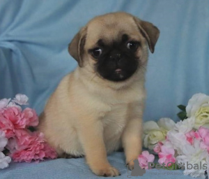 Photo №1. pug - for sale in the city of Milan | 370$ | Announcement № 110941