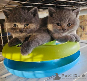 Photo №2 to announcement № 92678 for the sale of british shorthair - buy in Germany breeder