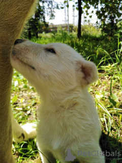 Photo №1. west siberian laika, labrador retriever - for sale in the city of Мукачево | Is free | Announcement № 7308