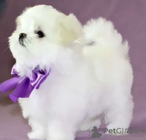 Photo №1. maltese dog - for sale in the city of Berlin | negotiated | Announcement № 115857