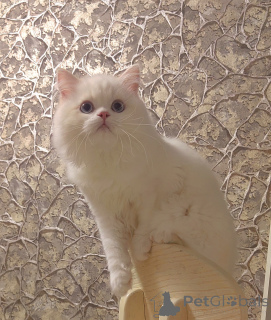 Photo №3. Scottish kittens. Russian Federation