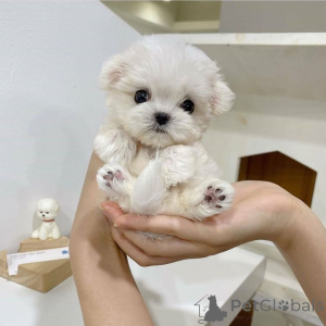 Photo №2 to announcement № 163356 for the sale of maltese dog - buy in Germany breeder