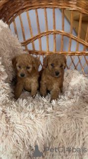 Photo №1. poodle (dwarf) - for sale in the city of Нови Сад | 423$ | Announcement № 106845