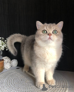 Additional photos: British gorgeous Kitten!