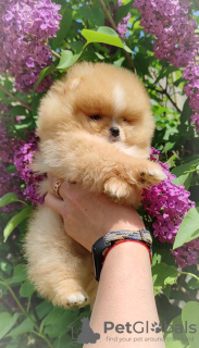 Photo №3. Pomeranian Spitz, puppies. Mini bears. Belarus