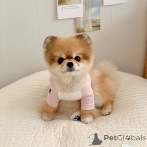 Photo №1. pomeranian - for sale in the city of Cologne | 329$ | Announcement № 137320
