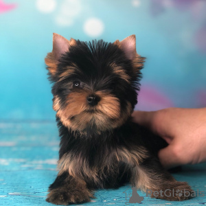 Photo №3. Here I have  beautiful Yorkshire Terrier puppies,  girls and boys, all very. Germany