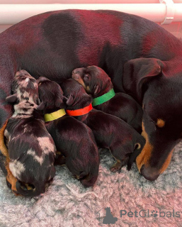 Photo №1. dachshund - for sale in the city of Christchurch | 1500$ | Announcement № 166199