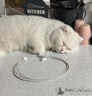 Photo №3. BABY GIRL IS LOOKING FOR HER FUREVER HOME  scottishfoldkittens scottishfold. France