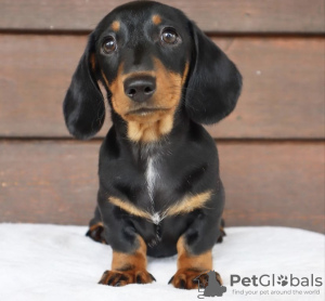 Photo №4. I will sell dachshund in the city of Munich. private announcement, from nursery - price - 600$
