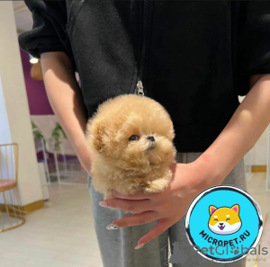 Photo №2 to announcement № 45551 for the sale of poodle (toy) - buy in United Arab Emirates from nursery