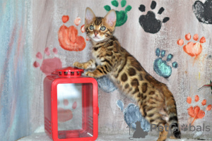 Additional photos: Gorgeous Bengal kittens available!