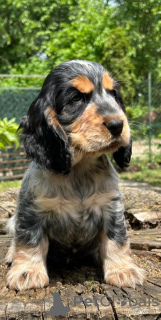 Photo №1. english cocker spaniel - for sale in the city of Kovin | negotiated | Announcement № 87382