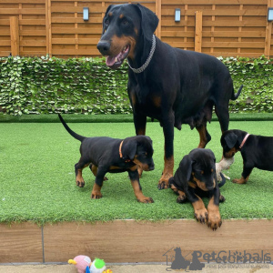 Photo №1. dobermann - for sale in the city of Warsaw | negotiated | Announcement № 108311