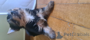 Photo №3. Yorkshire Terrier is looking for a family. Greece