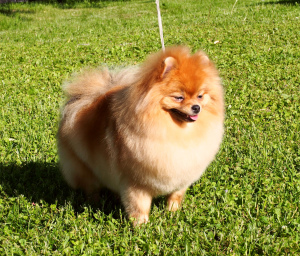 Photo №4. Mating pomeranian in Russian Federation. Announcement № 2554