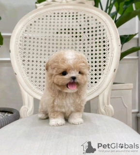 Photo №3. Teacup poodle Puppies For Adoption Business WhatsApp 37256062792. Finland