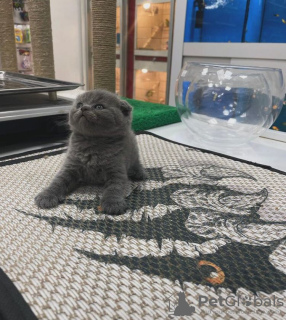 Photo №1. scottish fold - for sale in the city of Gatlinburg | 220$ | Announcement № 83945