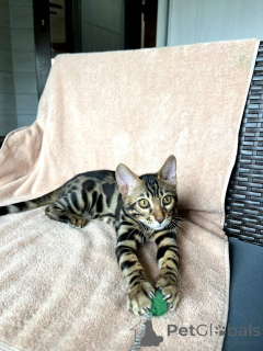 Photo №1. bengal cat - for sale in the city of Minsk | 419$ | Announcement № 168529