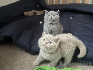 Photo №2 to announcement № 100390 for the sale of british shorthair - buy in Germany private announcement, breeder