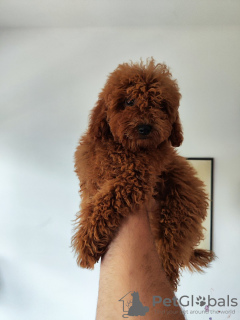 Photo №2 to announcement № 112320 for the sale of poodle (toy) - buy in Serbia breeder