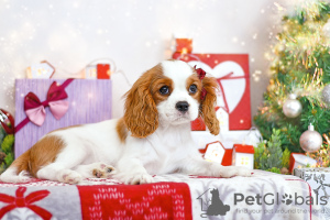 Photo №1. cavalier king charles spaniel - for sale in the city of Brest | 951$ | Announcement № 78562