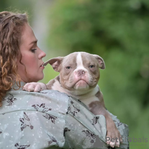 Photo №3. American Bulls Micro, NANO. Belarus