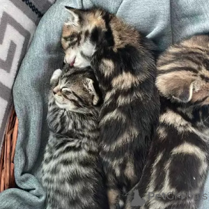 Photo №1. bengal cat - for sale in the city of Wanderup | 392$ | Announcement № 167253