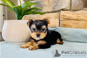 Photo №3. Teacup Yorkshire Terrier Puppy for free adoption. Germany