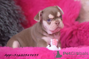 Photo №1. french bulldog - for sale in the city of Øster Jølby | Is free | Announcement № 51885