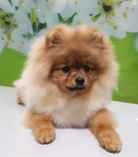 Photo №4. I will sell german spitz in the city of Balabanovo. from nursery - price - 584$