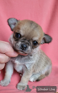 Photo №3. Boy Chihuahua red color. Russian Federation