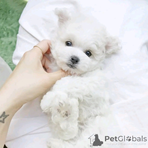 Photo №3. bichon frise Welpen bereit zu gehen. United States