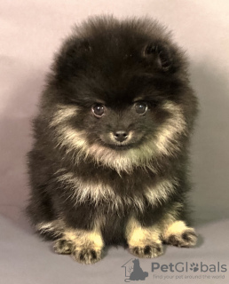 Photo №2 to announcement № 10944 for the sale of pomeranian - buy in Ukraine breeder