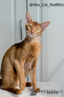 Additional photos: Abyssinian kitten girl Rudy from the cattery with documents - Morgana