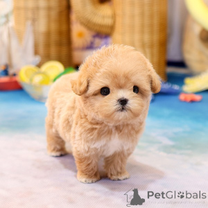 Photo №1. maltipu - for sale in the city of Alabama | negotiated | Announcement № 152225