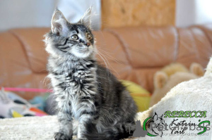 Photo №2 to announcement № 9341 for the sale of maine coon - buy in Russian Federation private announcement, from nursery, breeder