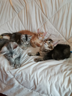 Additional photos: Kitten maine coon