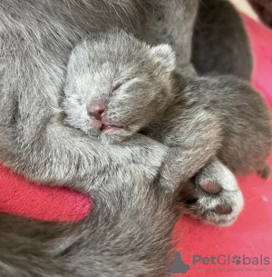 Photo №3. British shorthair kittes. Germany