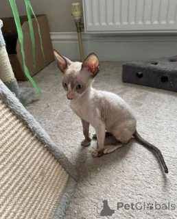 Photo №1. cornish rex - for sale in the city of Burgdorf | 329$ | Announcement № 147335