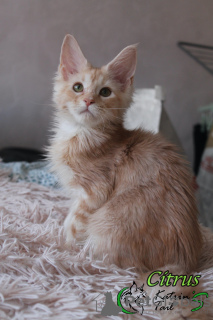 Photo №2 to announcement № 18285 for the sale of maine coon - buy in Russian Federation private announcement, from nursery, breeder