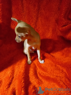 Photo №2 to announcement № 24812 for the sale of chihuahua - buy in Russian Federation private announcement