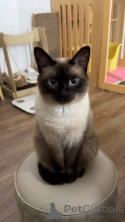 Photo №1. siamese cat - for sale in the city of Aizlingen | 361$ | Announcement № 157084