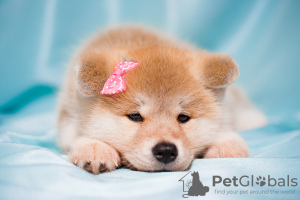 Additional photos: Akitainu puppies from a gorgeous couple