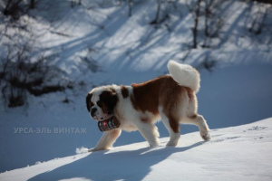 Photo №2 to announcement № 1545 for the sale of st. bernard - buy in Russian Federation private announcement, from nursery, breeder