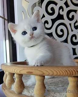 Photo №4. I will sell scottish fold in the city of Annemasse.  - price - 774$