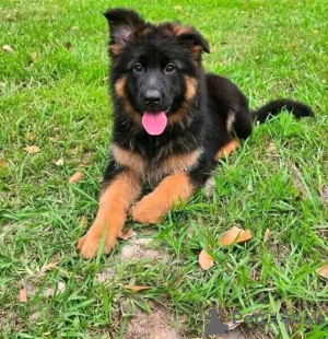Photo №1. german shepherd - for sale in the city of Alain | negotiated | Announcement № 169300