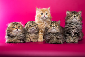 Photo №3. Scottish kittens of marble colors. Belarus